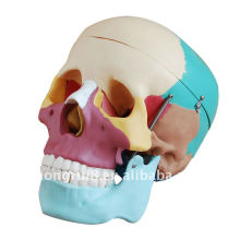 Cráneo de color ISO, Cráneo adulto de tamaño natural en colores